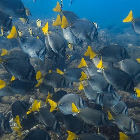 Sealion Dive Center 호텔 Topolobampo 외부 사진