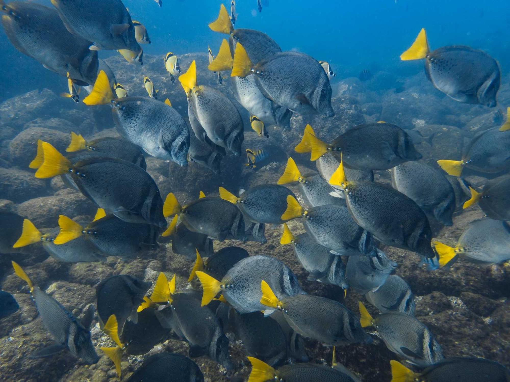 Sealion Dive Center 호텔 Topolobampo 외부 사진